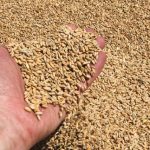 Agricultural Exports From Ukraine Forced Onto Costly Roads