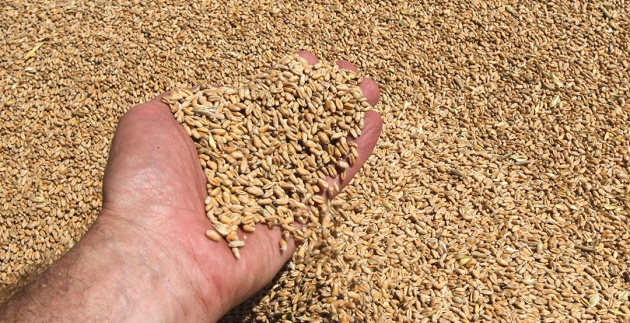 Agricultural Exports From Ukraine Forced Onto Costly Roads