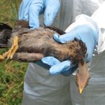 Dead Seabird on Moreton Island Tests Positive for Avian Flu