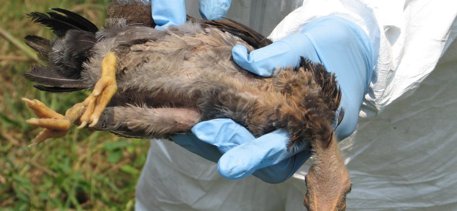 Dead Seabird on Moreton Island Tests Positive for Avian Flu