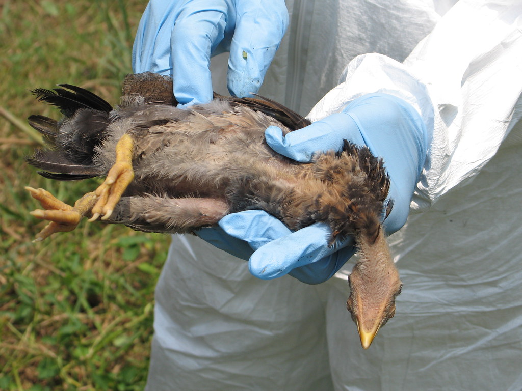 Dead Seabird on Moreton Island Tests Positive for Avian Flu
