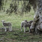 US Tariff Hike Hits Australian Lamb as Beef Wins Exemption