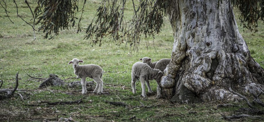 US Tariff Hike Hits Australian Lamb as Beef Wins Exemption