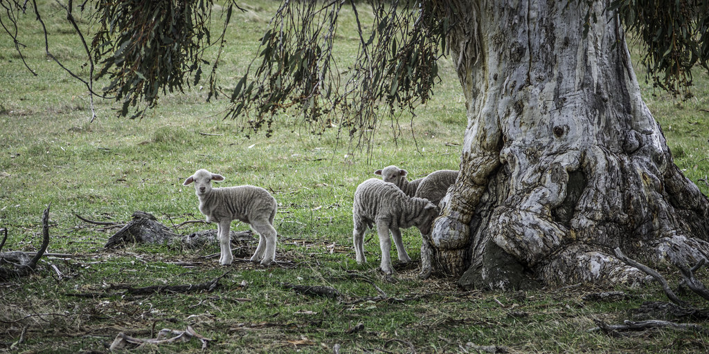 US Tariff Hike Hits Australian Lamb as Beef Wins Exemption