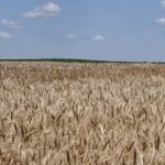 Ukraine Reports Strong Early Grain Yields