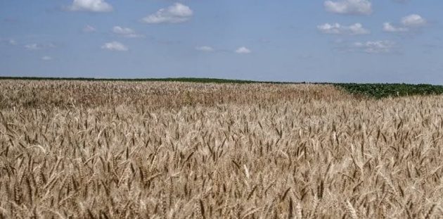 Ukraine Reports Strong Early Grain Yields