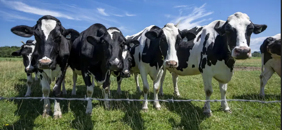Canadian Dairy Farmers Say No More Concessions to US