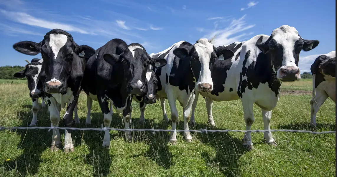 Canadian Dairy Farmers Say No More Concessions to US
