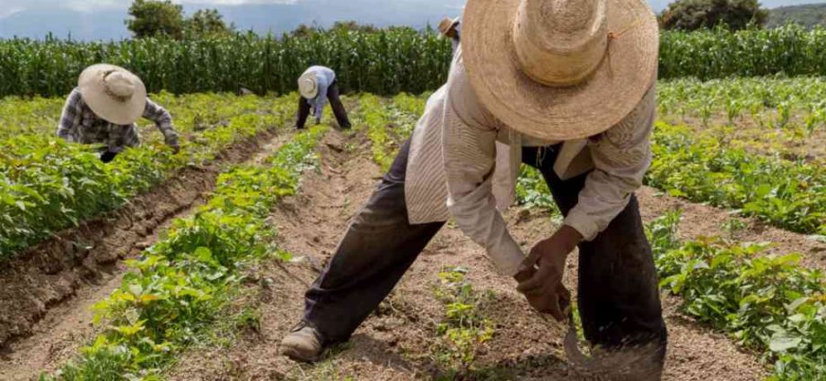 Colombia Insures 14,000 Small Farmers Against El Niño Threat