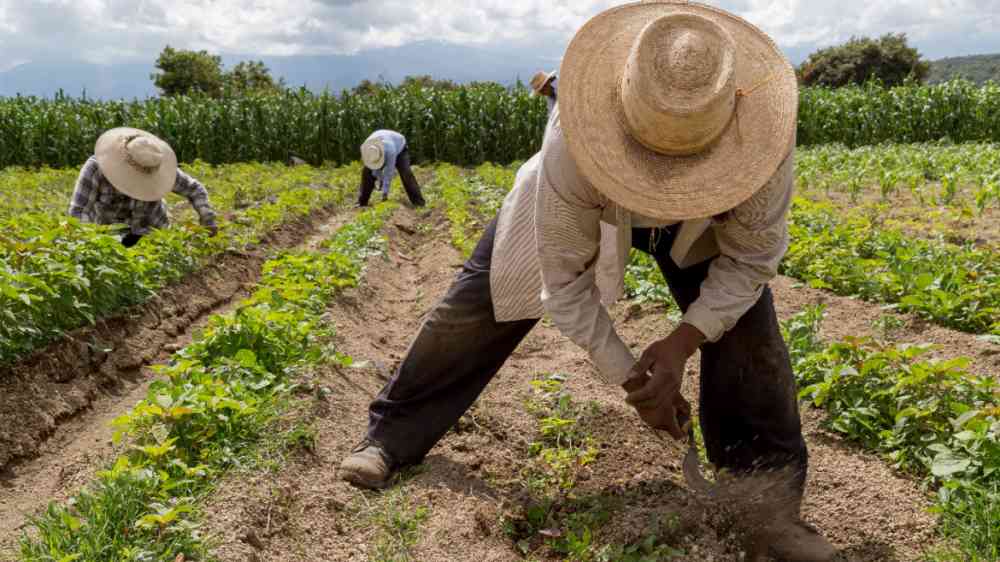 Colombia Insures 14,000 Small Farmers Against El Niño Threat