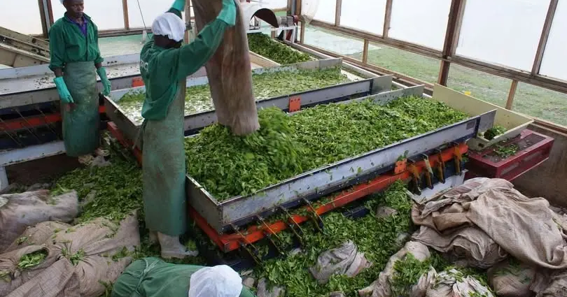 Fertilizer Funds Probe Urged by Kenya Tea Directors