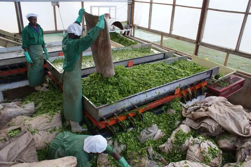 Fertilizer Funds Probe Urged by Kenya Tea Directors