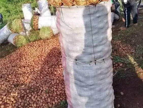 Fuel Costs Squeeze Potato Supplies in Murang'a