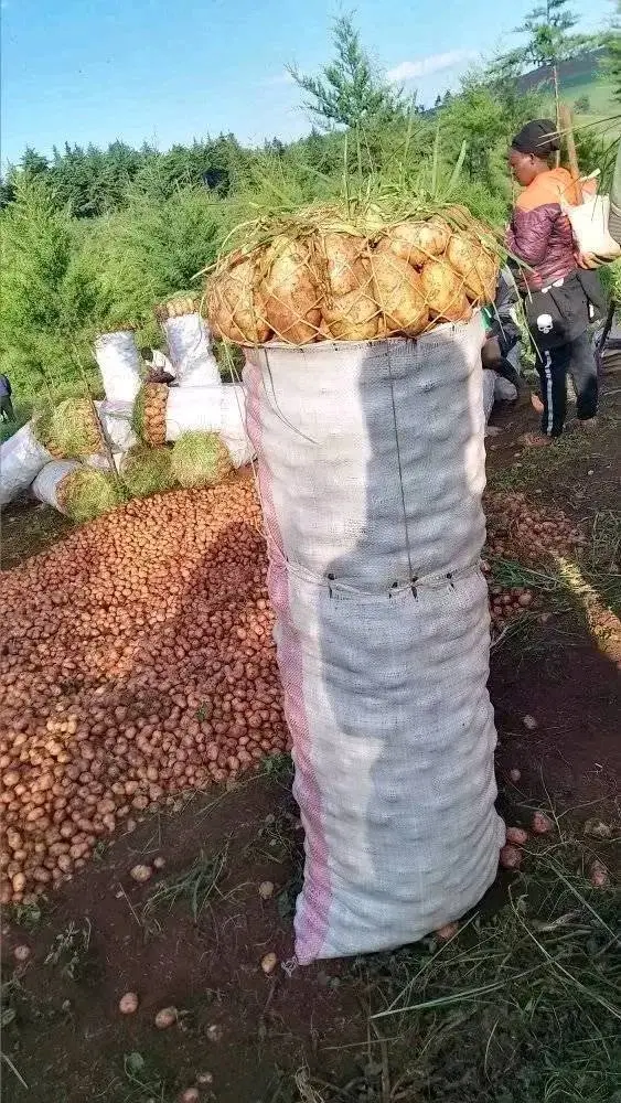 Fuel Costs Squeeze Potato Supplies in Murang'a