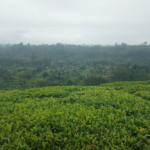 Kenya Tea Farmers to Receive Fertiliser Next Month