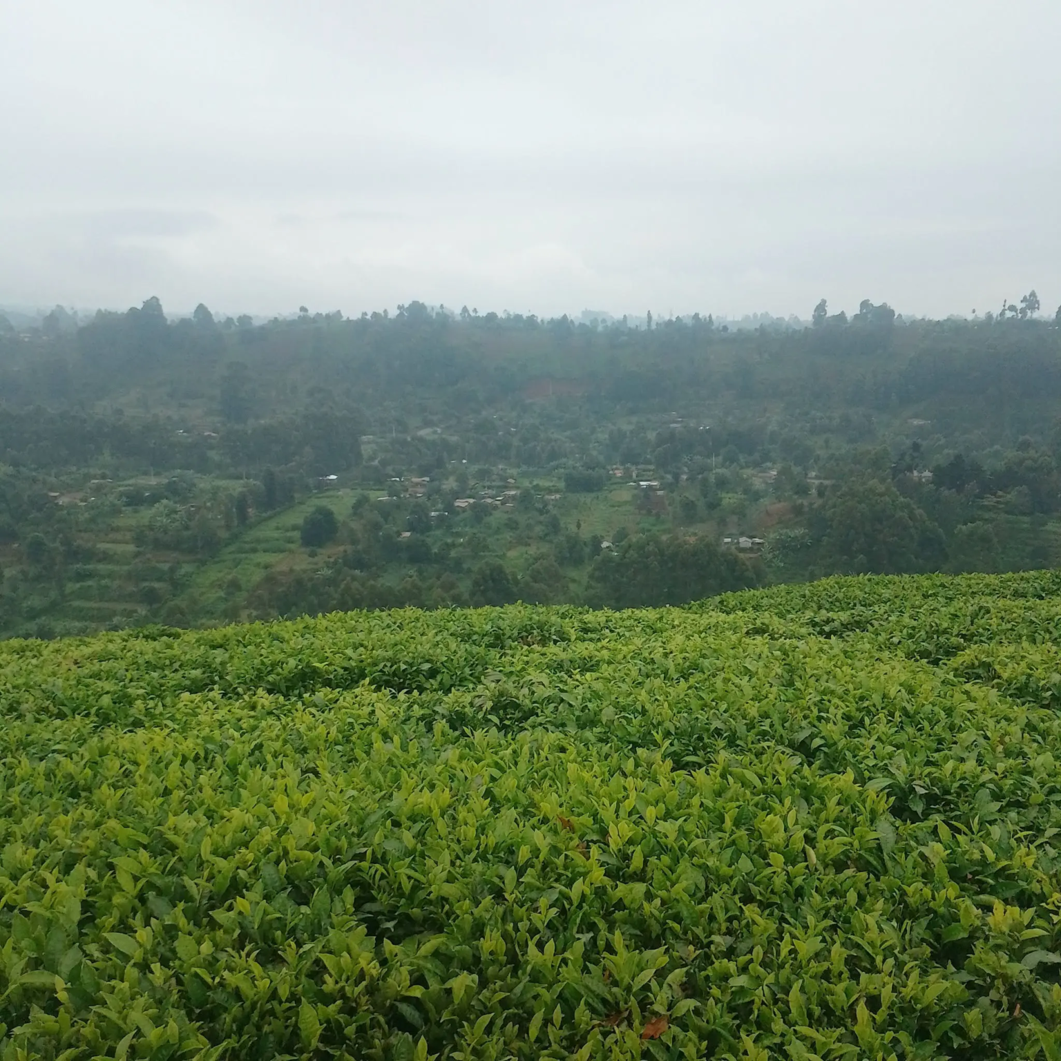 Kenya Tea Farmers to Receive Fertiliser Next Month