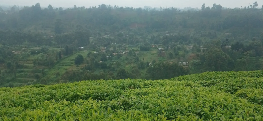 Kenya Tea Farmers to Receive Fertiliser Next Month