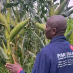 North Rift Drought Threatens Kenya Maize Crop