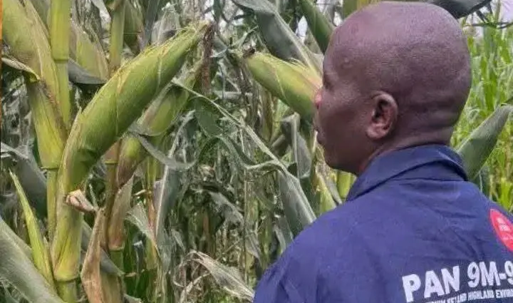 North Rift Drought Threatens Kenya Maize Crop