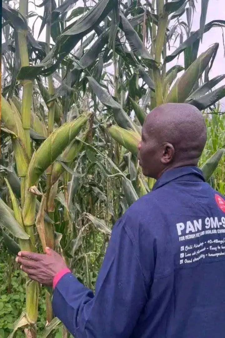 North Rift Drought Threatens Kenya Maize Crop