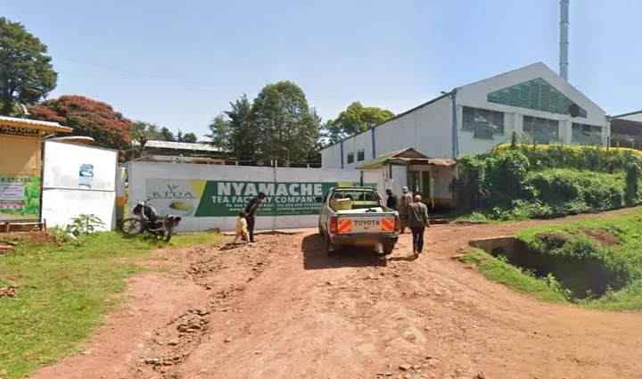 Nyamache Tea Factory Revival Gets Government Backing Worth $1.9 Million