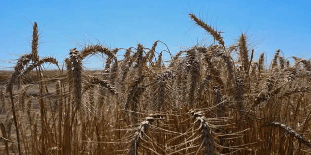 Ukraine Harvests 26 Million Tonnes of New Crop Grain