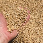 Ukraine Wheat and Maize Shipments Surge as New Season Opens