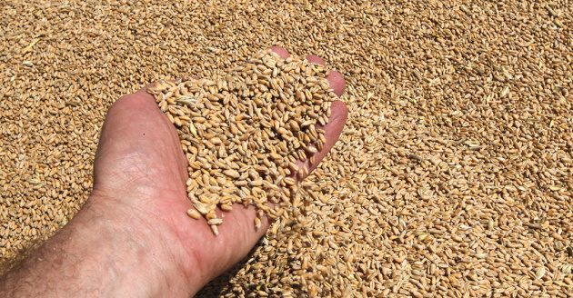 Ukraine Wheat and Maize Shipments Surge as New Season Opens