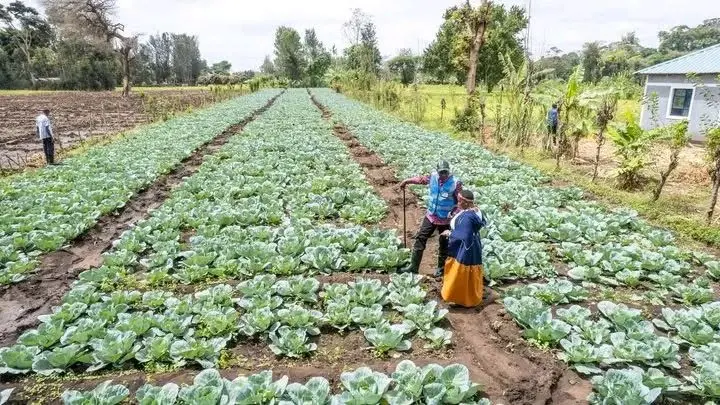Kajiado Irrigation Project Grows to 5,500 Acres With KES221 Million Boost
