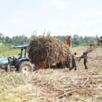 Kenya Cane Earnings Hit $258 Million in Seven Months to July