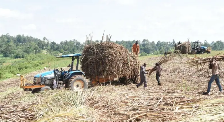 Kenya Cane Earnings Hit $258 Million in Seven Months to July