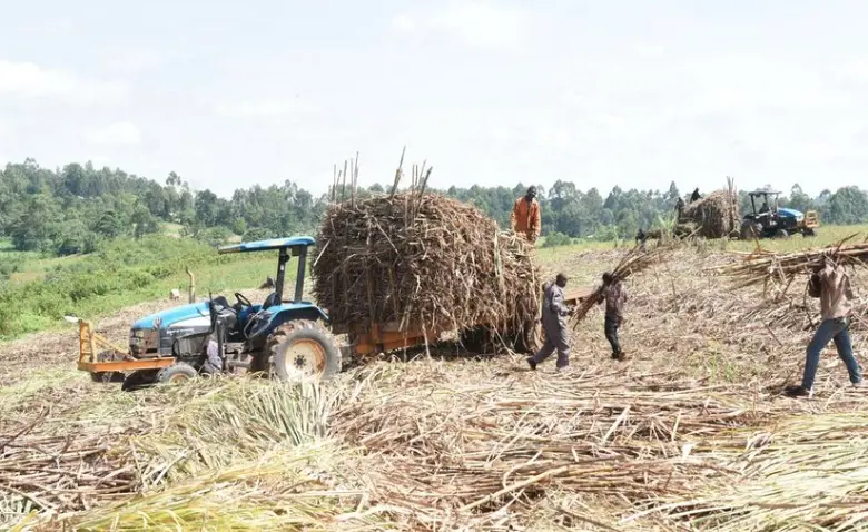 Kenya Cane Earnings Hit $258 Million in Seven Months to July