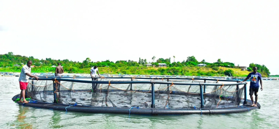 Kenya Fish Farmers Appeal KES50,000 Licence Fee Ruling