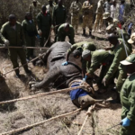 Kenya Moves White Rhinos From Meru to Laikipia and Transmara