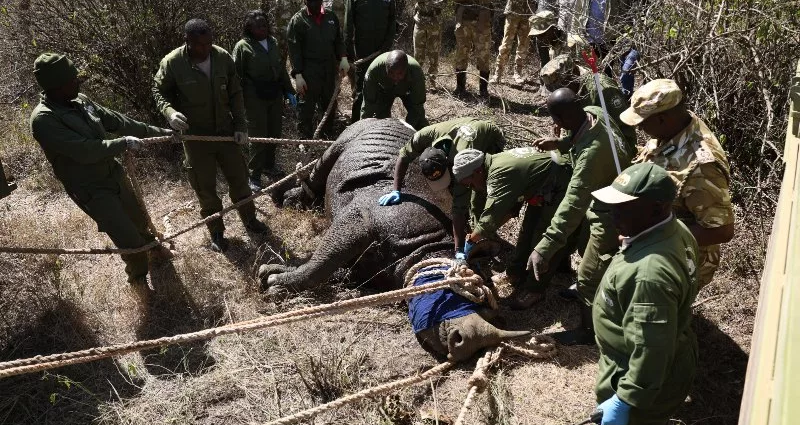 Kenya Moves White Rhinos From Meru to Laikipia and Transmara