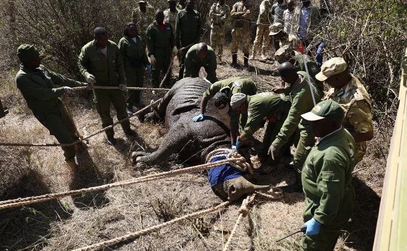 Kenya Moves White Rhinos From Meru to Laikipia and Transmara