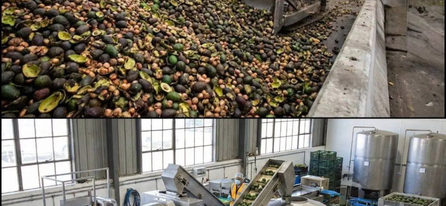 Kenya Presses Avocado Processors on Safe Waste Disposal