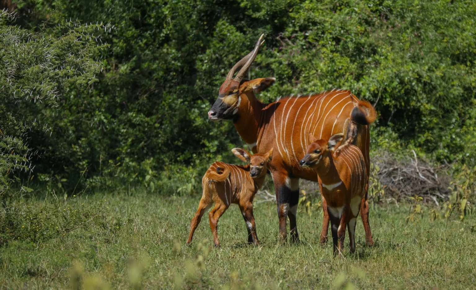 Kenya Sanctuary Now Holds 108 Mountain Bongos