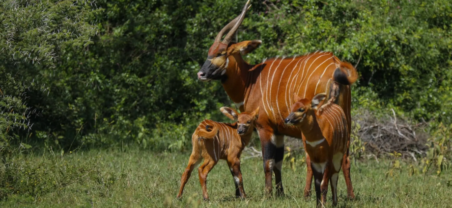 Kenya Sanctuary Now Holds 108 Mountain Bongos