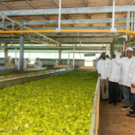 Kenya Sets Aside KES 10 Billion ($77.5 Million) for Tea Factory Upgrades