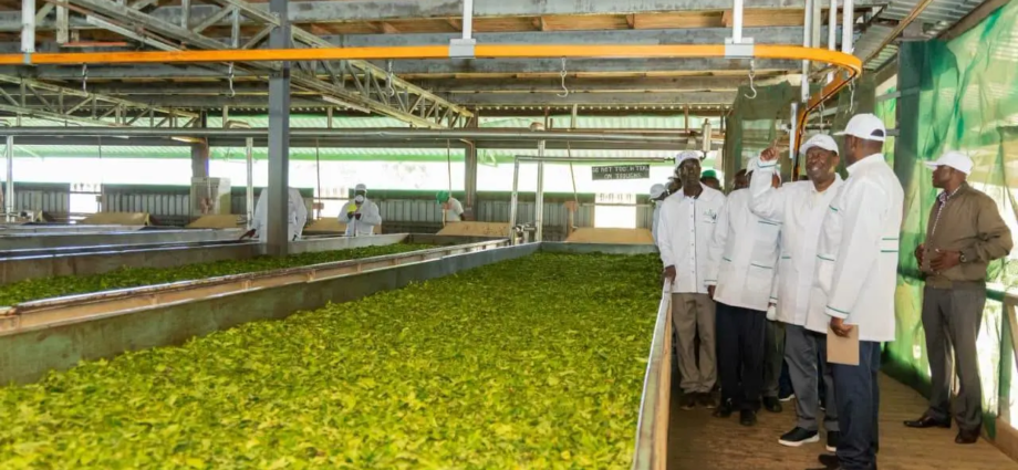 Kenya Sets Aside KES 10 Billion ($77.5 Million) for Tea Factory Upgrades