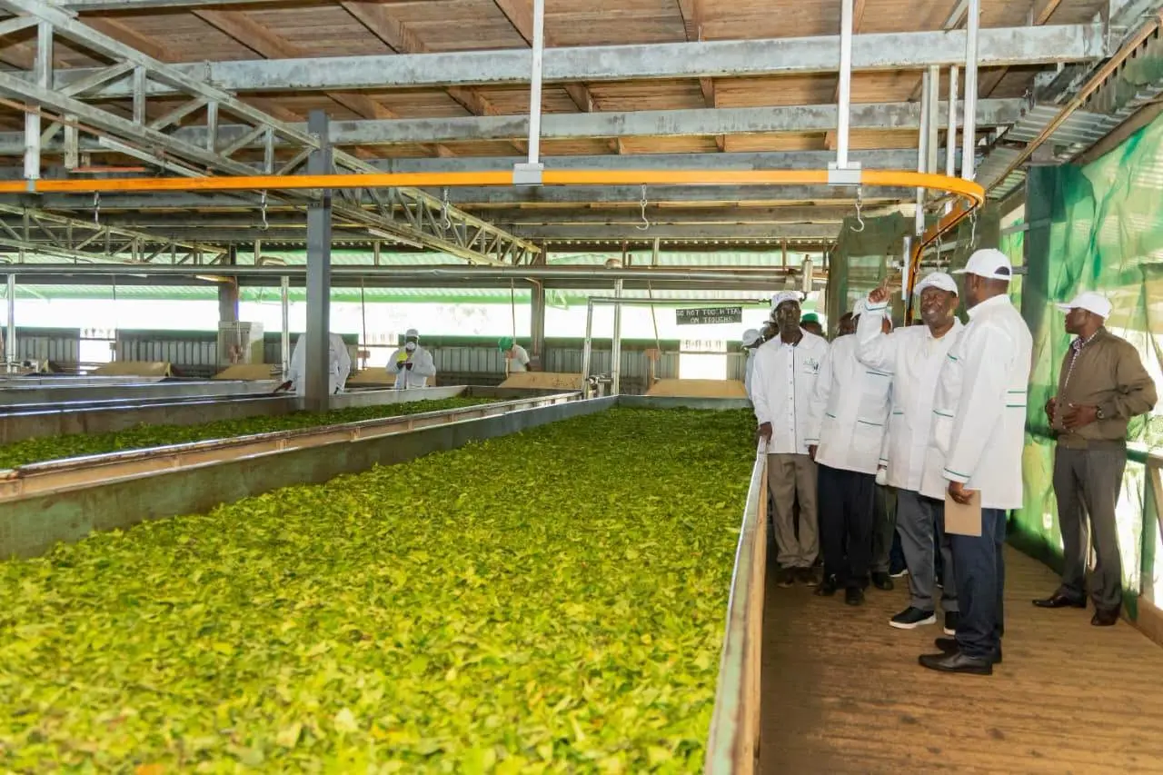 Kenya Sets Aside KES 10 Billion ($77.5 Million) for Tea Factory Upgrades