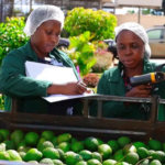 Kenyan Avocado Exporter Karakuta Plans NSE Listing by Year End