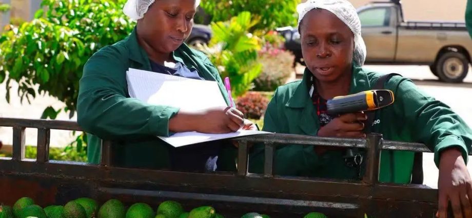 Kenyan Avocado Exporter Karakuta Plans NSE Listing by Year End