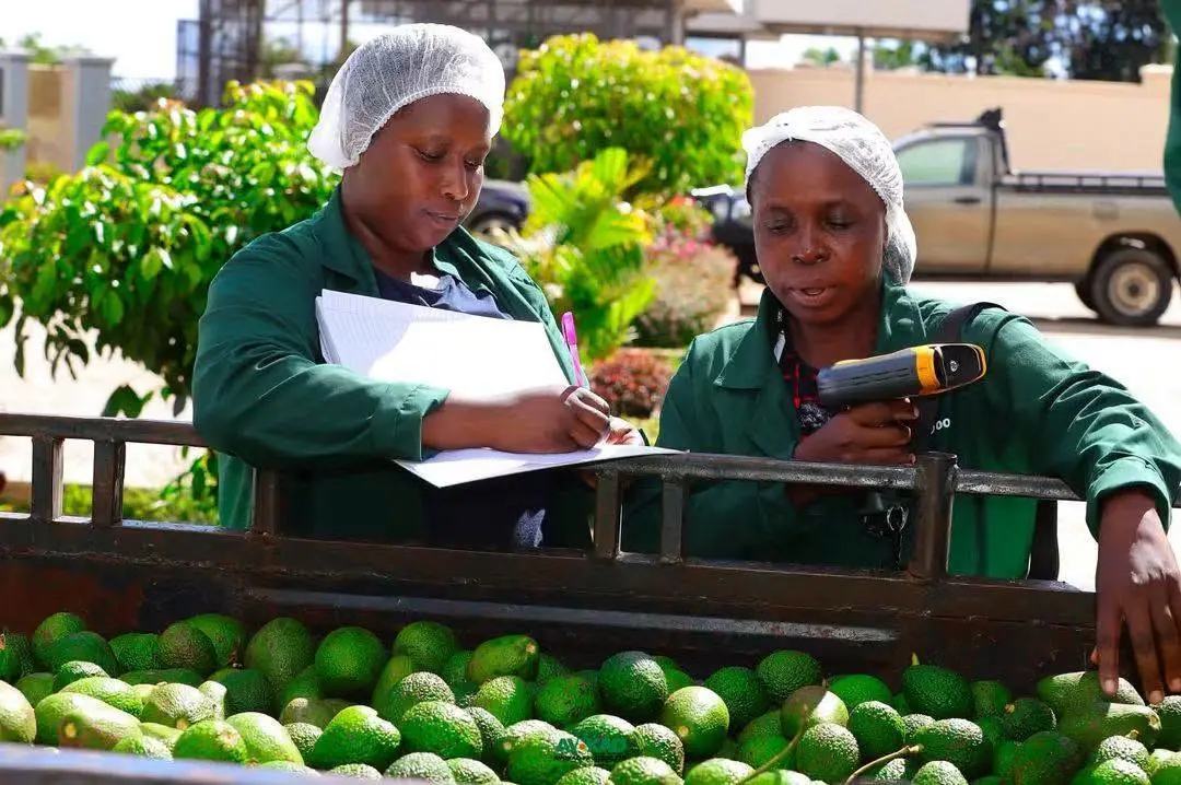 Kenyan Avocado Exporter Karakuta Plans NSE Listing by Year End