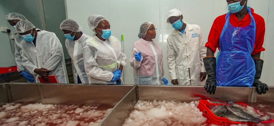 Value Addition Drives Kenya Fish Industry Growth