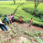 Kenya Economy Defies Iran War and Weak Rains