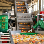 Makueni Turns to Private Capital for $7.7 Million Mango Factory