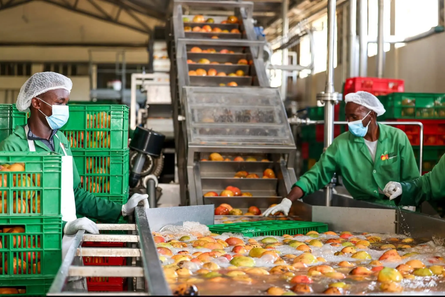 Makueni Turns to Private Capital for $7.7 Million Mango Factory