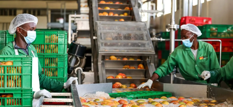 Makueni Turns to Private Capital for $7.7 Million Mango Factory